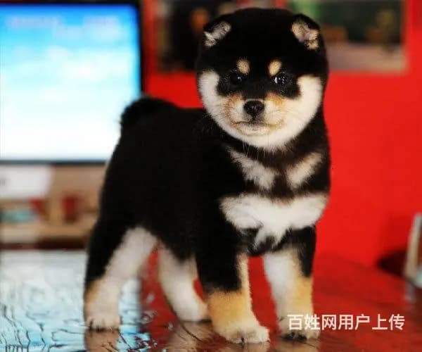 日系柴犬 赛级柴犬宝宝，品质优良血统纯正 - 图片 4