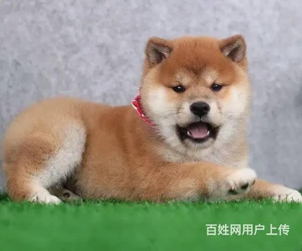 热销柴犬、三针齐全保健康、三包终生协议 - 图片 1